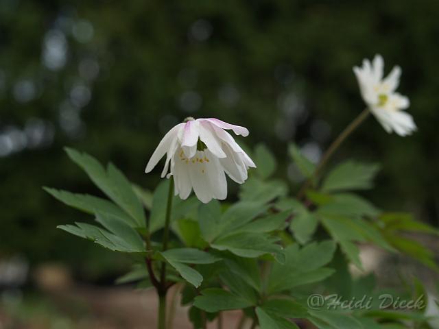 Anemone nemorosa Tinney's Plena1.JPG - Anemone nemorosa ' Tinney's Plena' / Frühlingsanemone, Buschwindröschen - Herrenkamper Gärten